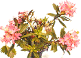 Alpenrosen
