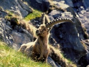 Steinbock