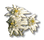 Edelweiss